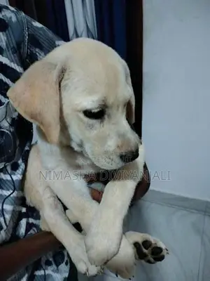 Labrador Dog