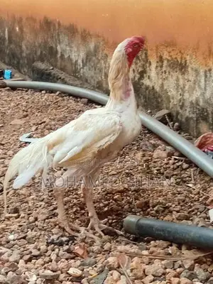 Parrot Beak Rooster