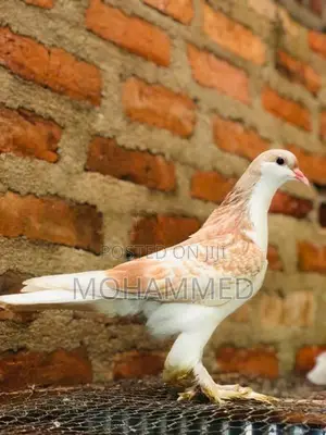 Pigeon