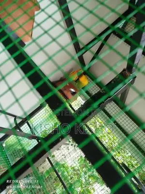 African love bird