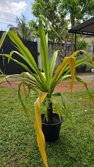Golden Crinum Plant ගෝල්ඩන් ක්‍රිනම් පැල විකිණීමට