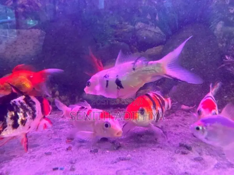 KOI CARP FISH