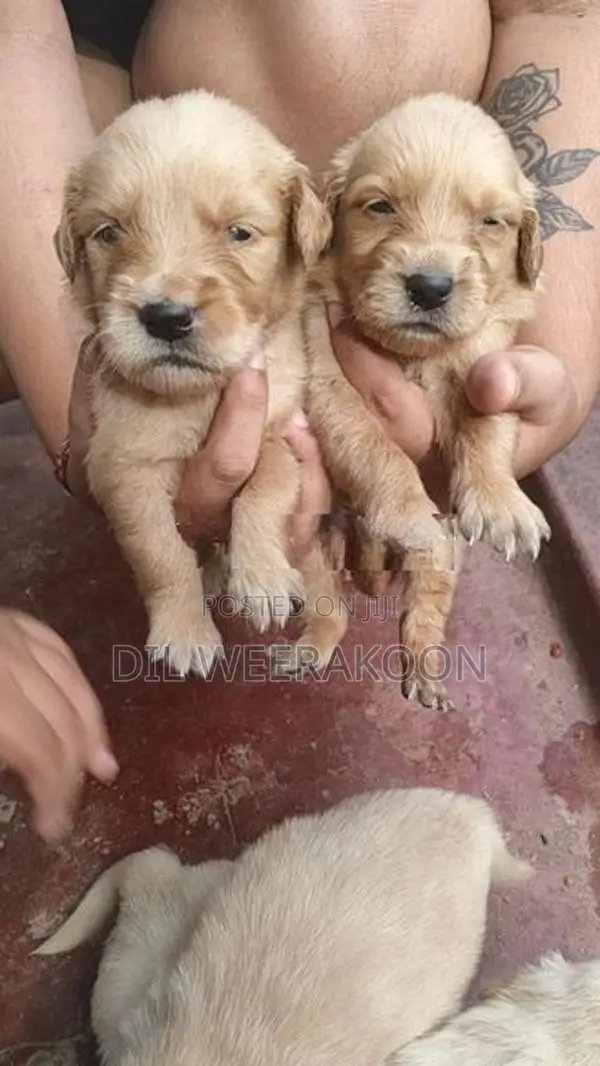 Golden Retriver Puppies