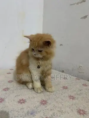 Persian Kitten