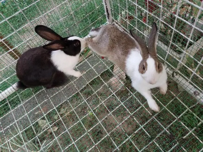 Rabbits