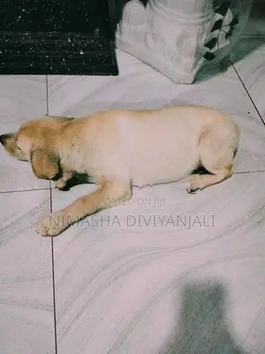 Labrador Dog