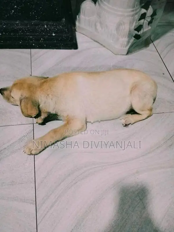 Labrador Dog