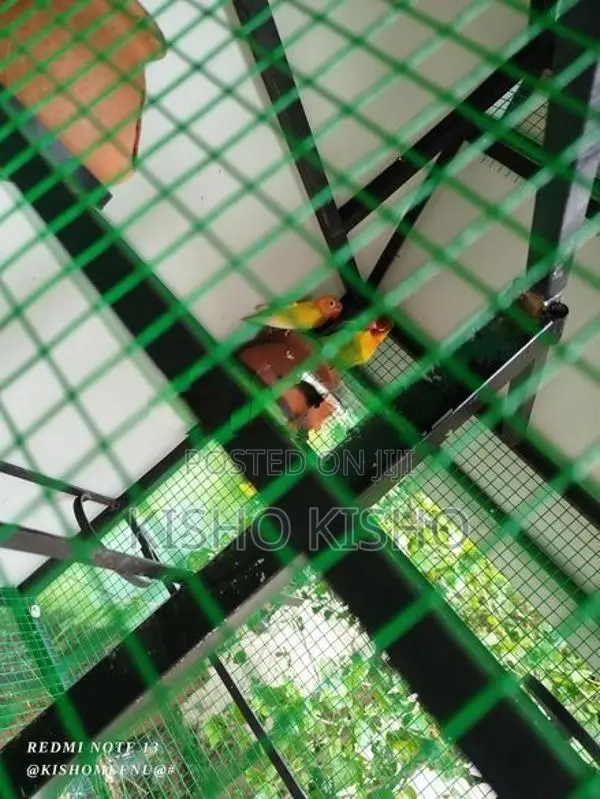 African love bird