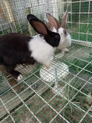 Rabbits