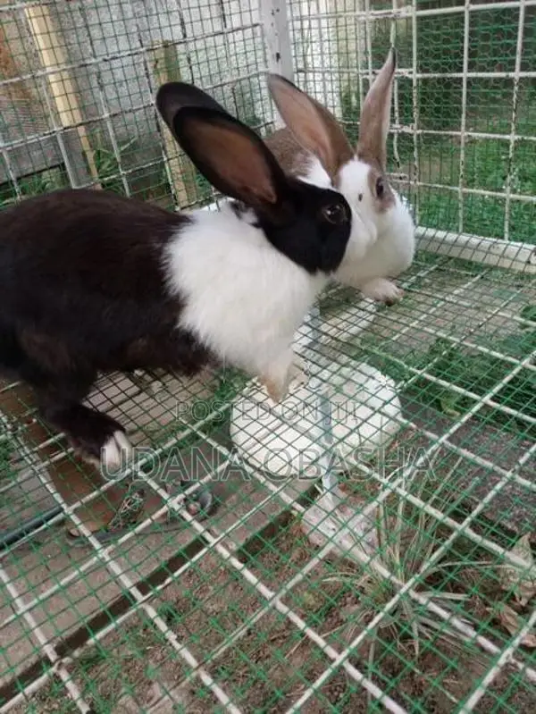 Rabbits