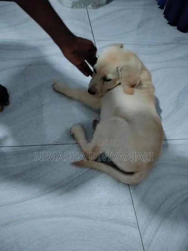 Labrador Dog