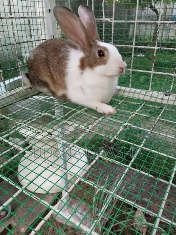 Rabbits
