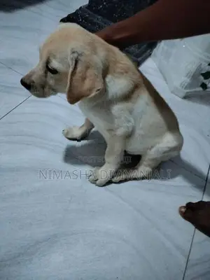 Labrador Dog
