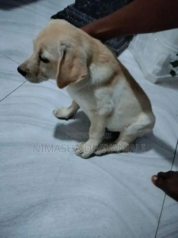 Labrador Dog