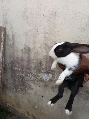 Rabbits
