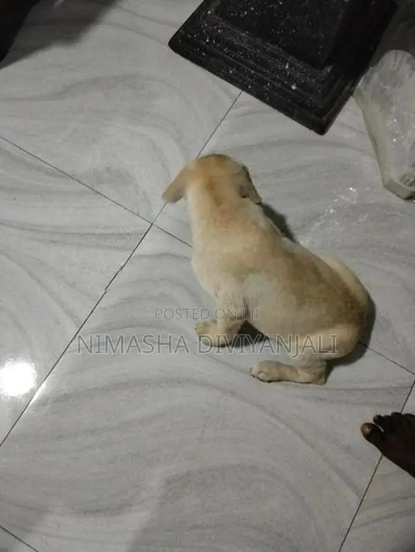 Labrador Dog
