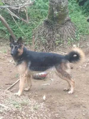 German Shepherd Female Dog