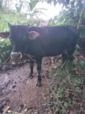 එල වස්සේක්‌