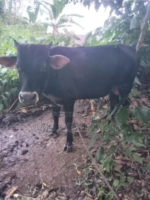 එල වස්සේක්‌