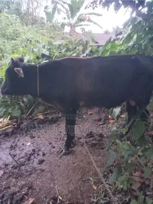 එල වස්සේක්‌