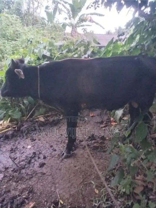 එල වස්සේක්‌