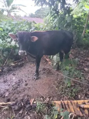 එල වස්සේක්‌
