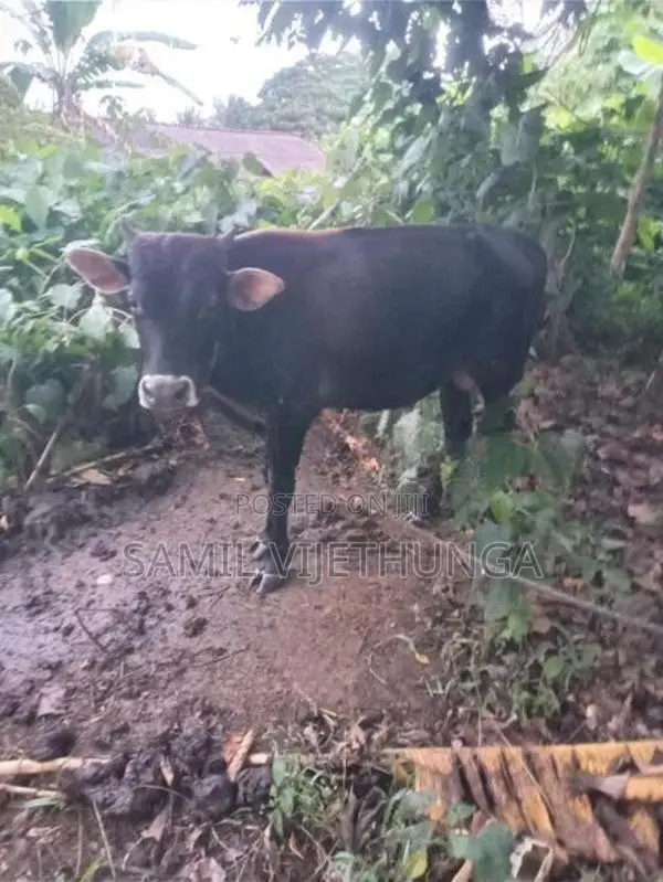 එල වස්සේක්‌
