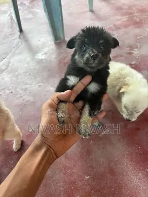 Pomeranian Dog