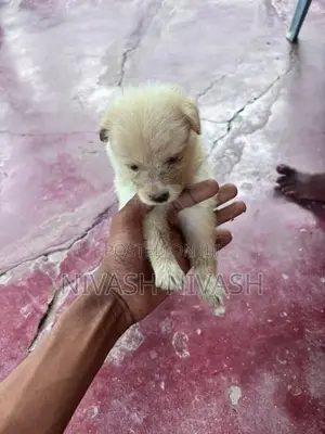 Pomeranian Dog