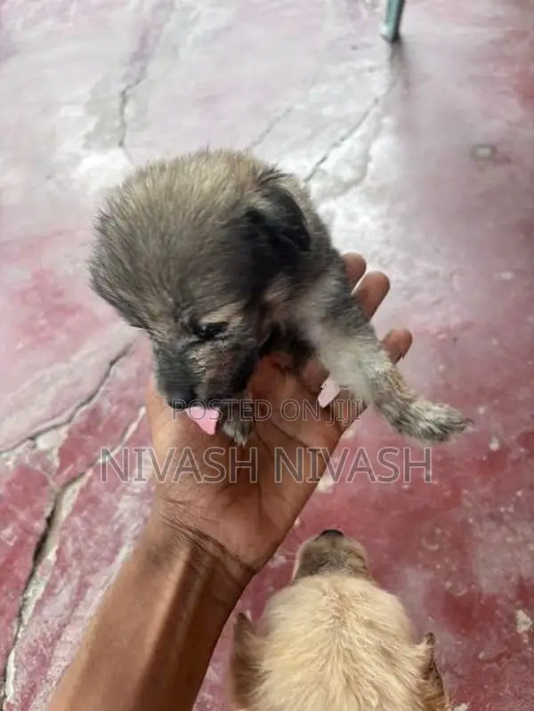Pomeranian Dog