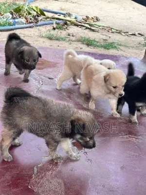 Pomeranian Dog