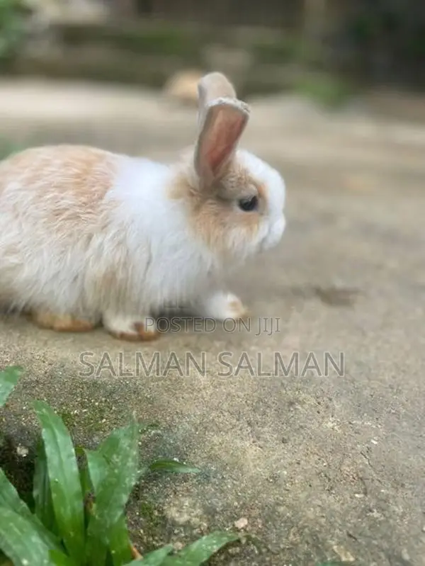 Angora Bunnies