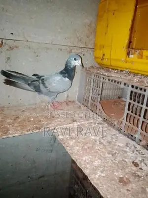 Pigeon