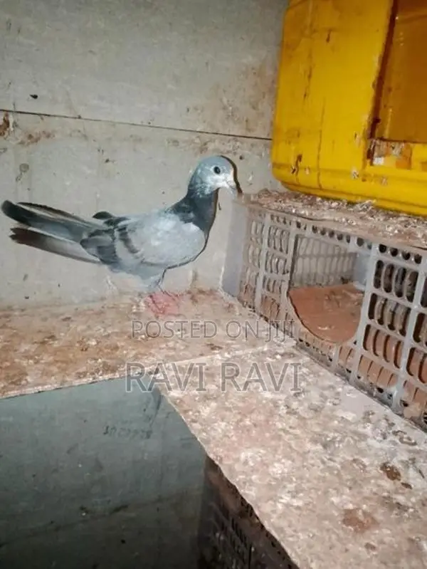 Pigeon