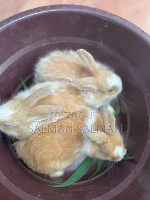 Angora Bunnies