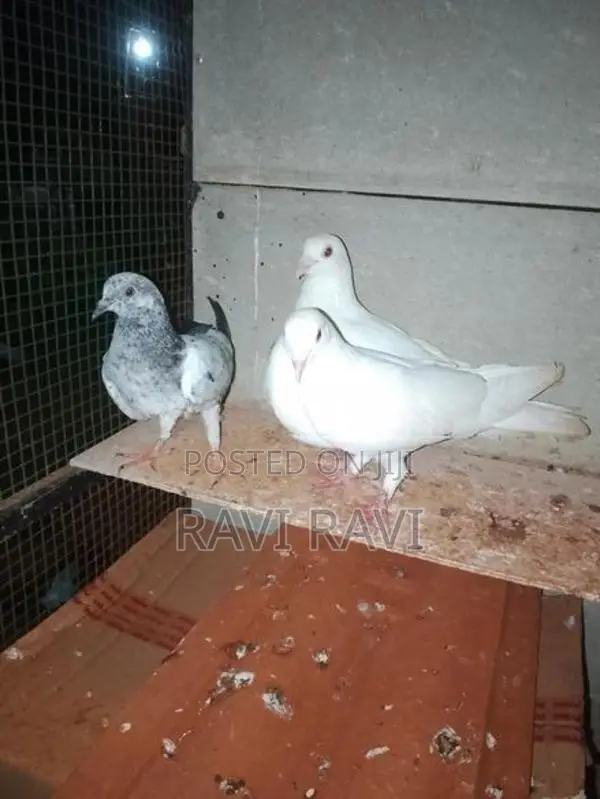 Pigeon