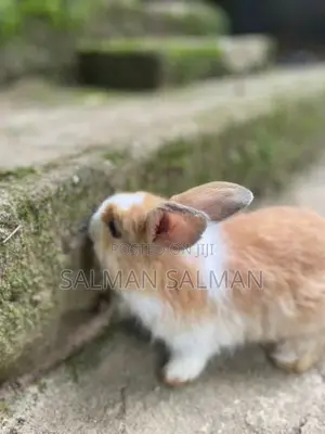 Angora Bunnies