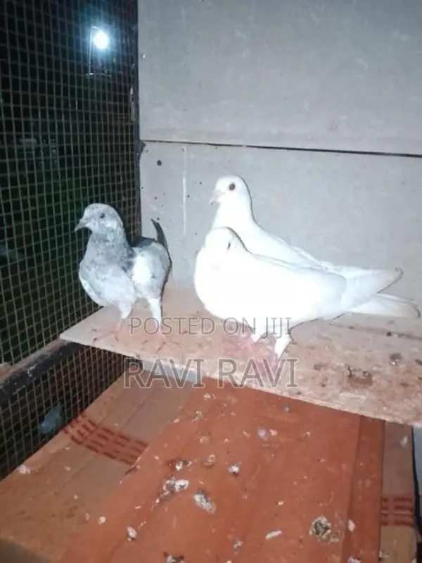Pigeon