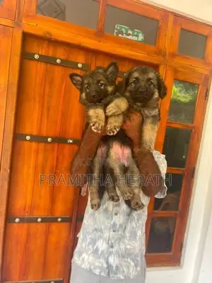 German Shepard Puppy