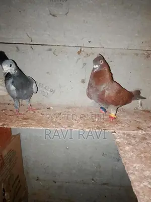 Pigeon