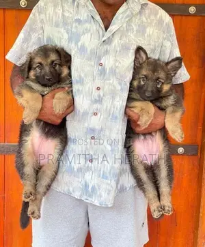German Shepard Puppy
