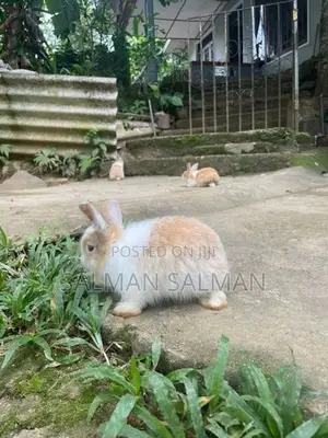 Angora Bunnies