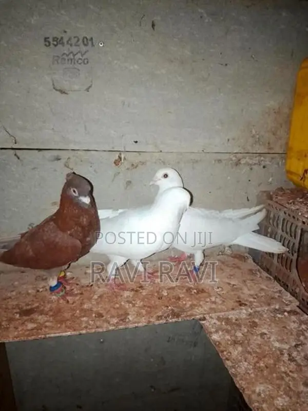 Pigeon