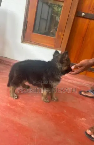 German Shepard Puppy