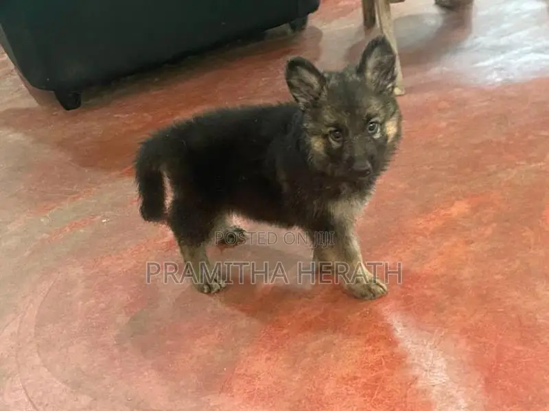 German Shepard Puppy