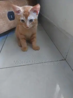 Half-Persian Kitten