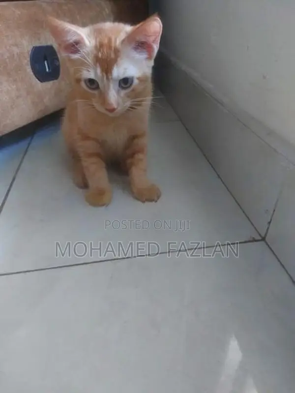 Half-Persian Kitten