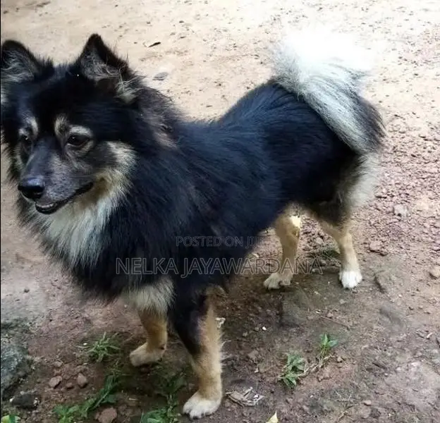 Lion Pomeranian Puppy
