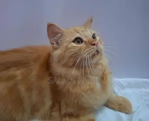 Persian Cat