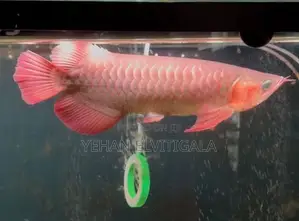 Chili Red Premium Arovana